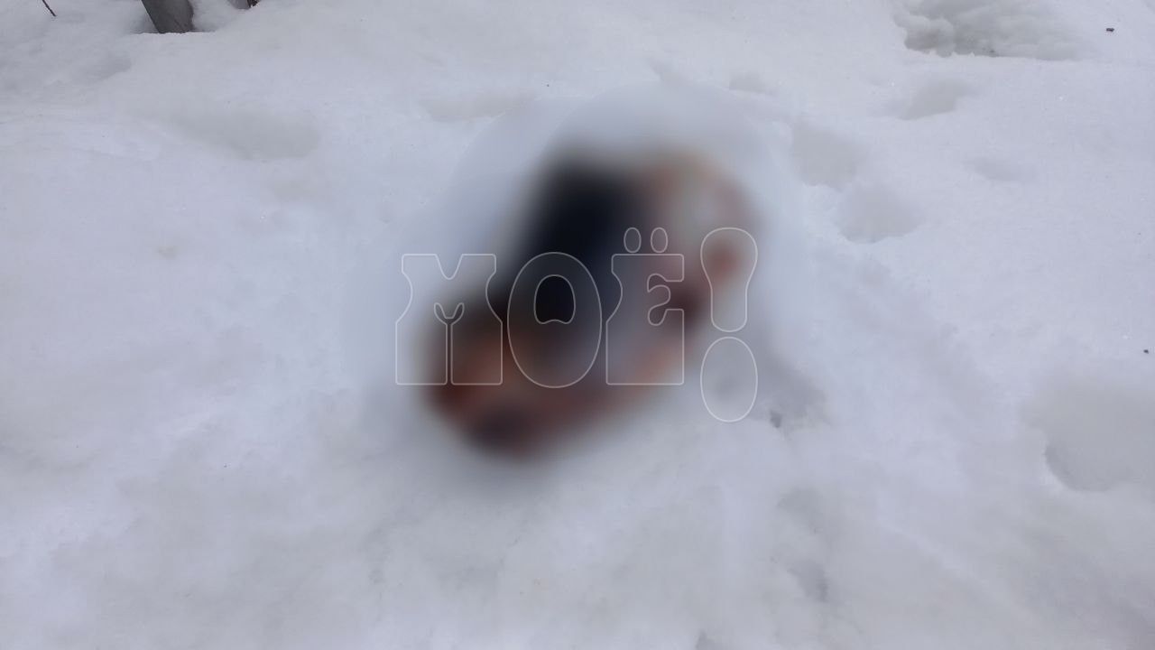 Кошмарную находку на воронежском кладбище прокомментировали власти&nbsp;