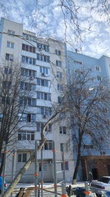 В Белгороде дерево рухнуло на провода: люди боятся обрыва и блэкаута