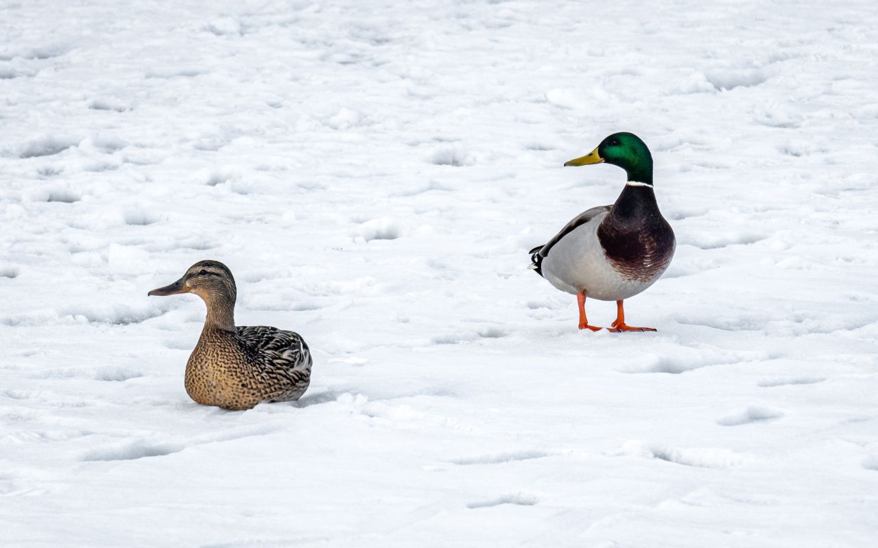Прогноз погоды в Воронеже на понедельник, 2 марта&nbsp;