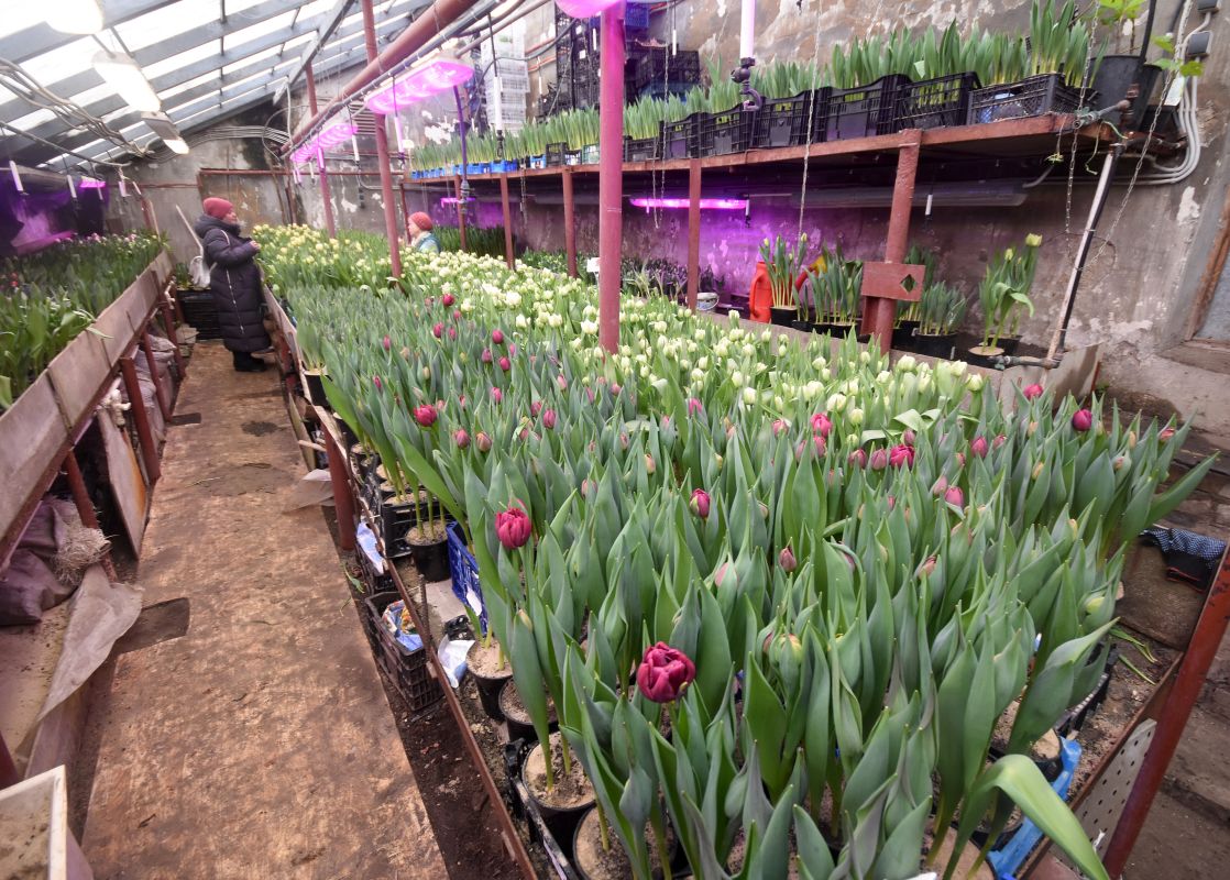 Выяснилось, насколько подорожают цветы к 8 Марта&nbsp;