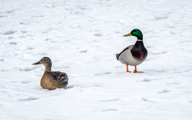 Прогноз погоды в Воронеже на вторник, 3 марта