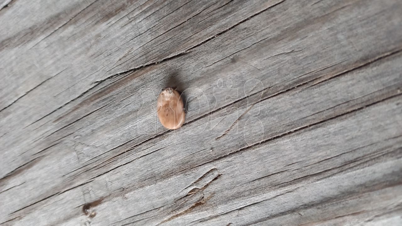 Опасные кровопийцы проснулись и готовы атаковать воронежцев&nbsp;