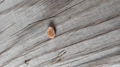 Опасные кровопийцы проснулись и готовы атаковать воронежцев 