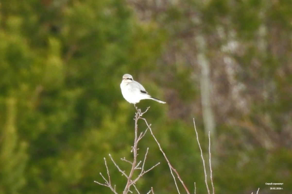 Краснокнижную птицу заметили в&nbsp;Воронежской области