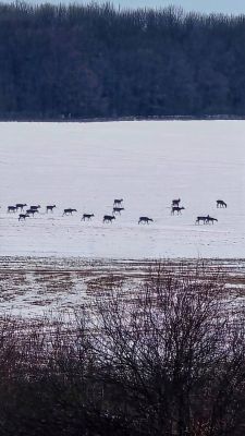 Нашествие косуль в Белгородской области: стада диких животных вышли к людям