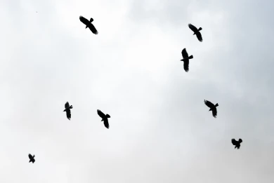 Беспилотники ВСУ угрожают Воронежской области: возможна атака