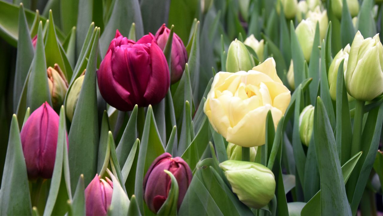 «Никакой химии!» Как&nbsp;в Воронеже выращивают тюльпаны к&nbsp;главному женскому празднику