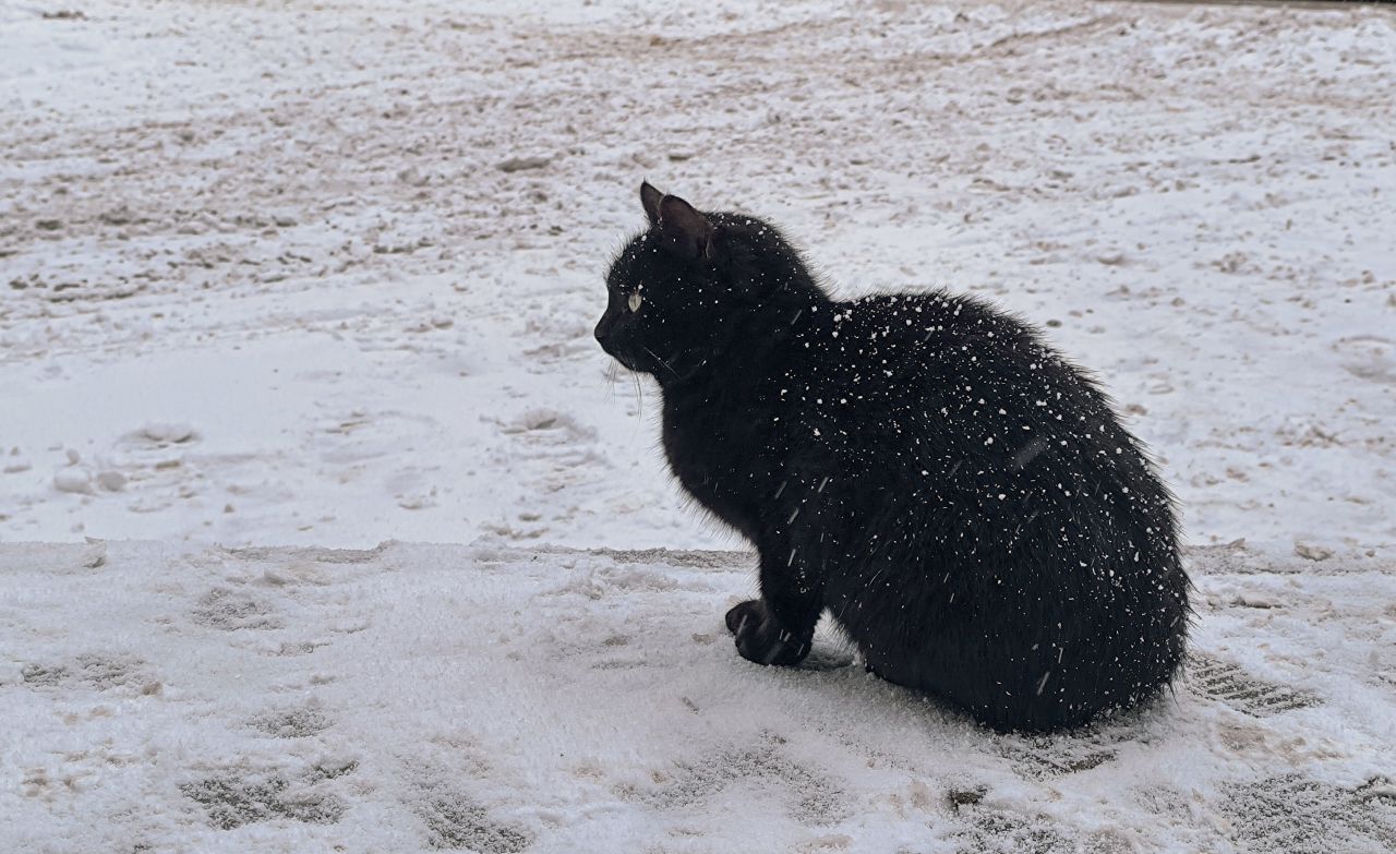 Когда отступит метель, накрывшая Воронеж&nbsp;