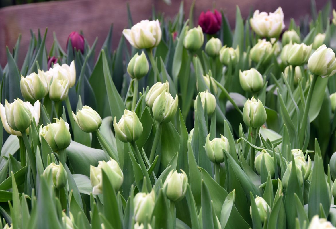Ждать ли потепления? Воронежцам рассказали о погоде на праздничных выходных
