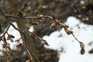 До +12° потеплеет в Воронежской области 