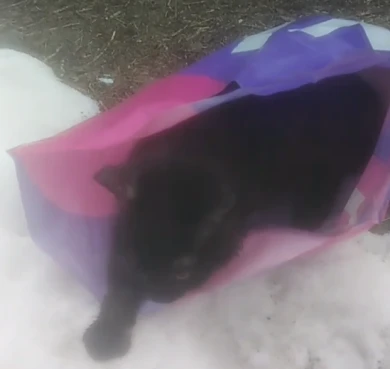 Изверг выбросил котёнка в пакете в воронежском ЖК (ВИДЕО)