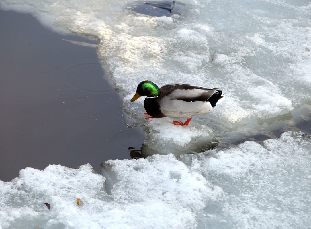Прогноз погоды в&nbsp;Воронеже на&nbsp;среду, 11 марта
