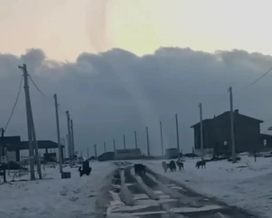 Десяток бездомных собак терроризируют жителей белгородского поселка