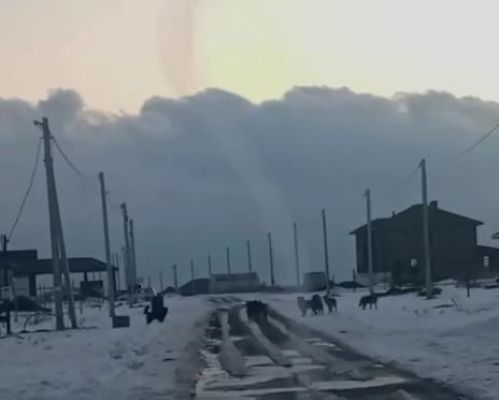 Десяток бездомных собак терроризируют жителей белгородского поселка