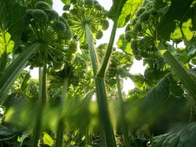 Власти грозятся отобрать у белгородцев землю из-за разросшихся сорняков