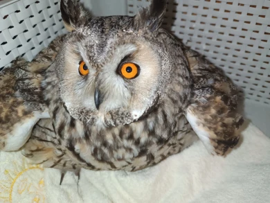 Раненую сову нашли в центре Воронежа и передали её волонтёрам