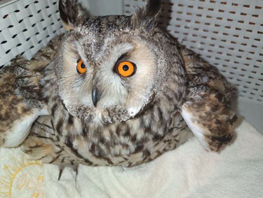 Раненую сову нашли в центре Воронежа и передали её волонтёрам