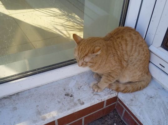 Кота выбросили из окна многоэтажки в Воронеже 