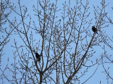 Весна пришла: перелётные скворцы вернулись в Воронеж