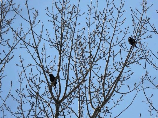 Весна пришла: перелётные скворцы вернулись в Воронеж