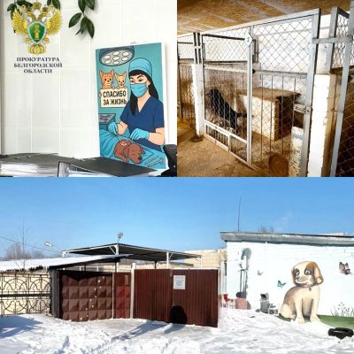 Структуру белгородской мэрии наказали за замерзающих собак и еду с фекалиями