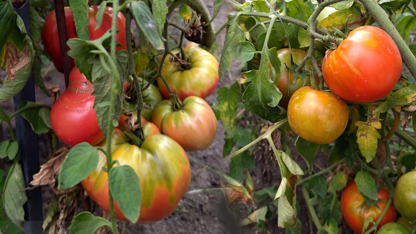 Сорта томатов, которые реже других страдают от фитофторы