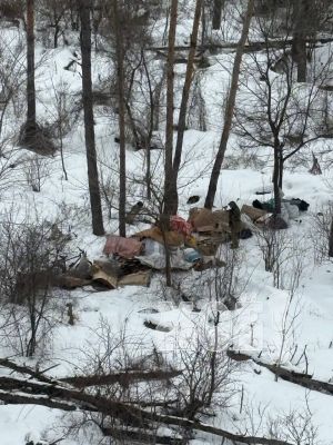 «Плюшкин» поселился в воронежском лесу