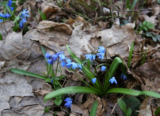 Выяснилось, когда солнечная весенняя погода вернётся в Воронеж