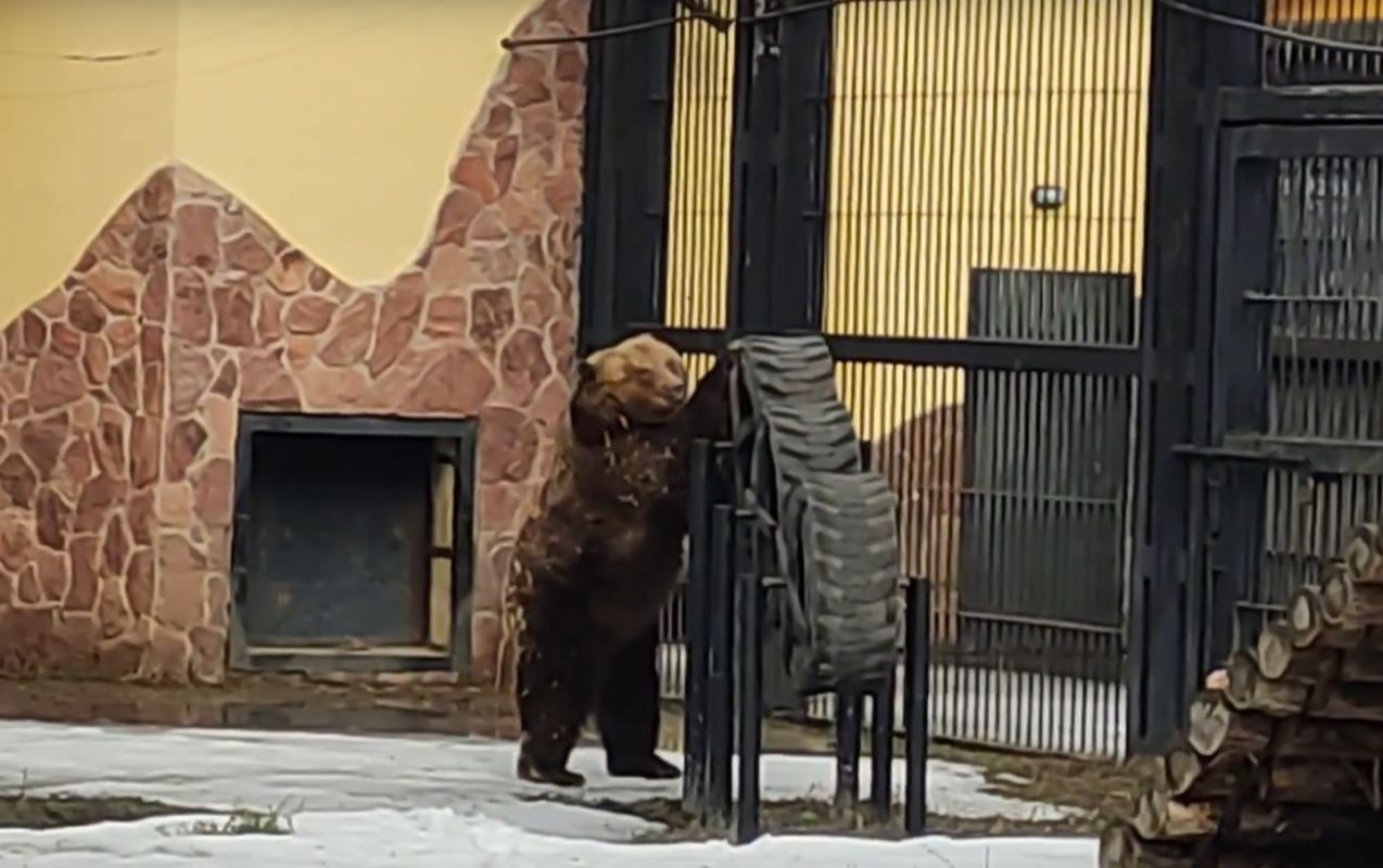 Проснувшиеся медведи предвещают скорое потепление в&nbsp;Воронеже (ВИДЕО)