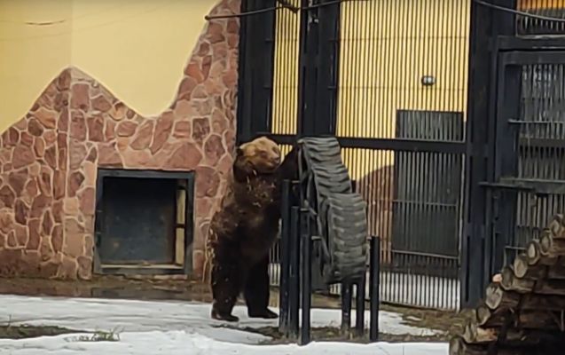 Проснувшиеся медведи предвещают скорое потепление в Воронеже (ВИДЕО)