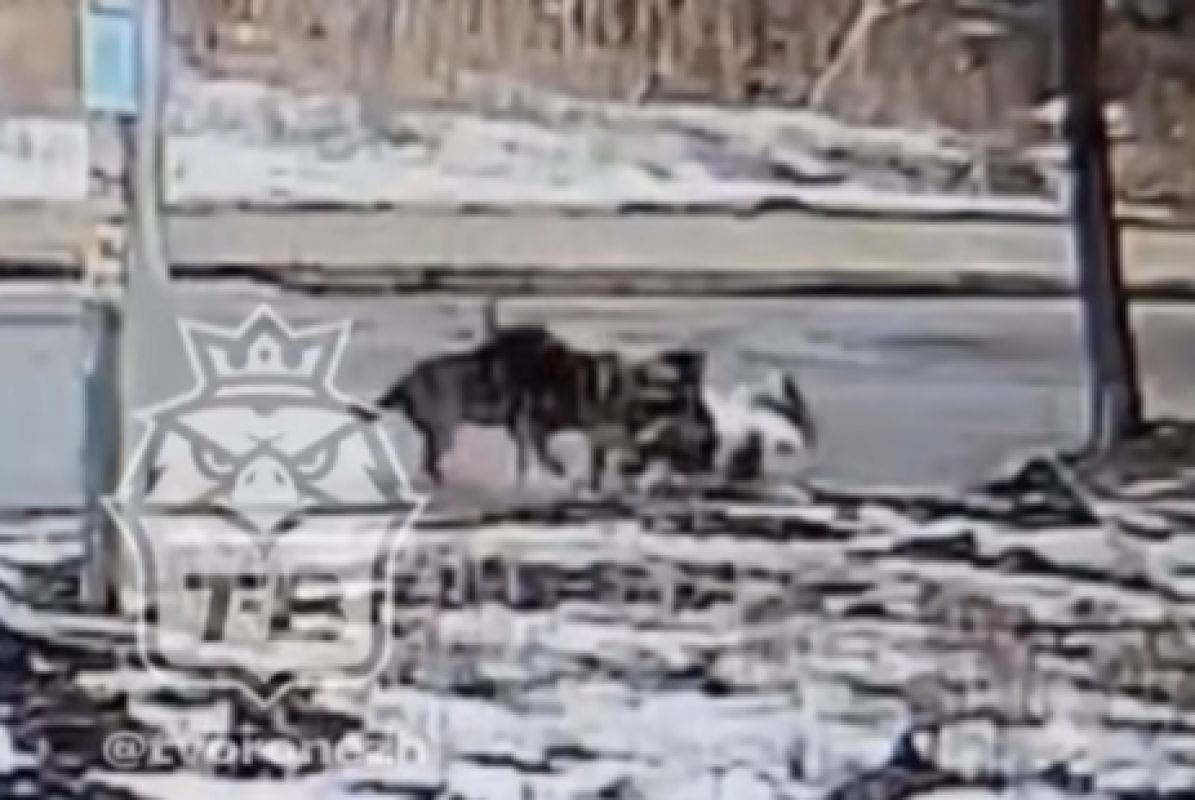 Поймали одну из&nbsp;собак, напавших на&nbsp;девушку в&nbsp;Воронеже