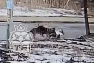 Поймали одну из собак, напавших на девушку в Воронеже
