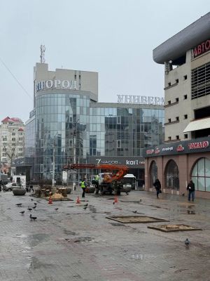 Власти Белгорода спилили деревья под корень, назвав это кронированием