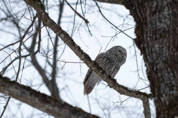 Редкие виды сов прилетели в Воронежскую область