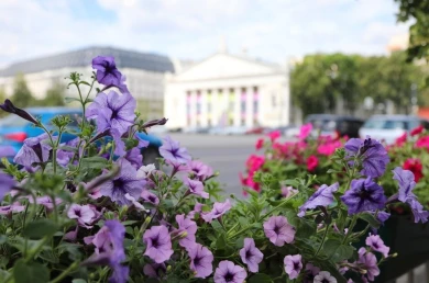 Летом Воронеж украсят более 34 тысяч цветов