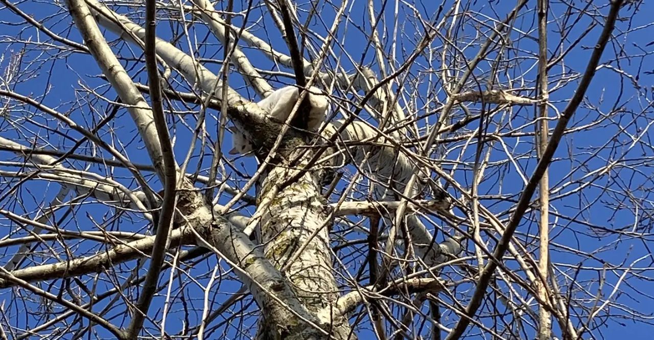 О тревожной судьбе сбежавшего с поезда кота сообщил его хозяин