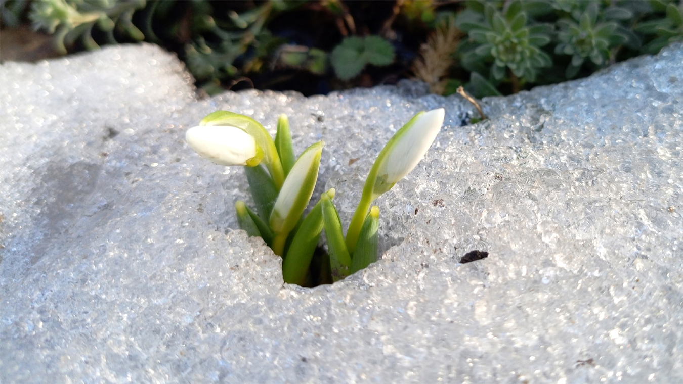 Цветы под защитой закона