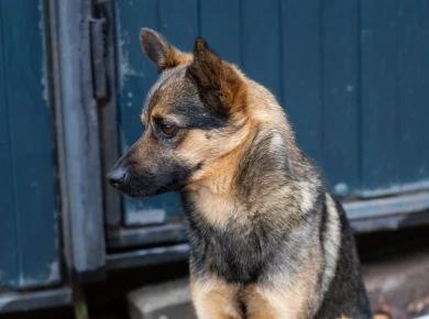 30 тысяч выплатят девочке, пострадавшей от нападения собаки, в Воронежской области