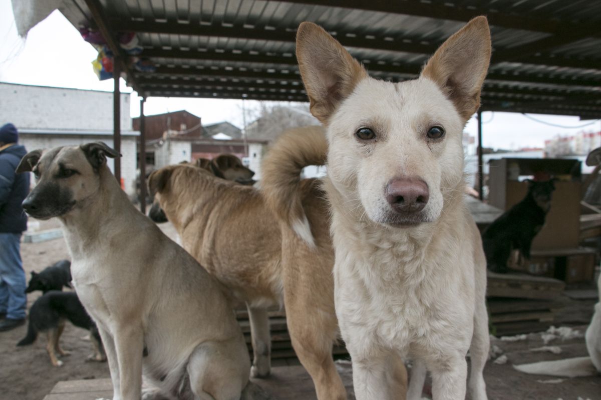 Депутат Госдумы заинтересовалась нападением собак на воронежцев