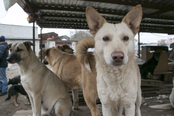 Депутат Госдумы заинтересовалась нападением собак на воронежцев