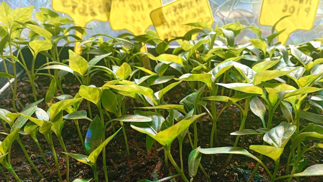 Рассада-«спагетти»: фатальные ошибки, которые губят ваш будущий урожай