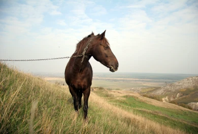 Лошадь выбросила из седла посетителя конного клуба в Воронежской области — мужчина пострадал