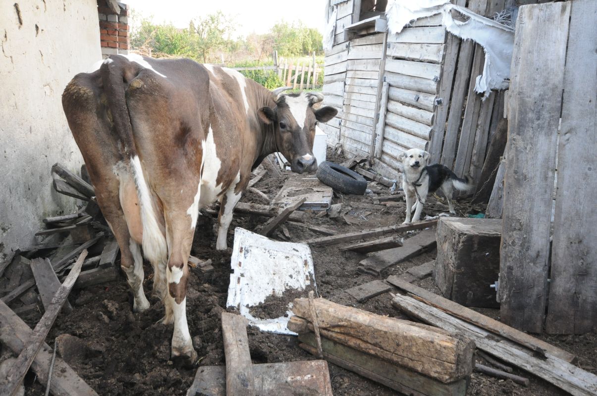 Два очага опасной инфекции обнаружили в Воронежской области