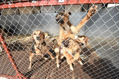 За 18 миллионов расширят воронежский приют для животных