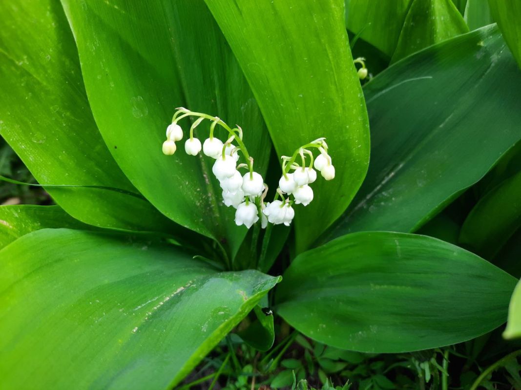 О смертельно опасном растении предупредил биолог