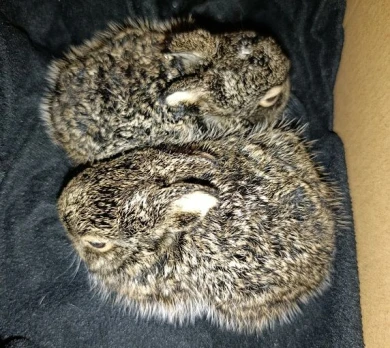 Малыши могли погибнуть. Двух зайчат нашли на ж/д путях в Воронежской области 