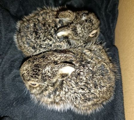 Малыши могли погибнуть. Двух зайчат нашли на ж/д путях в Воронежской области 