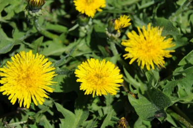 Синоптики рассказали, когда резкое потепление придёт в Воронежскую область 