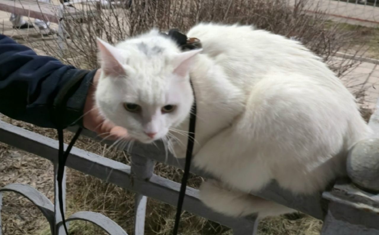 Сбежавшего из&nbsp;поезда кота нашли по&nbsp;видеосвязи