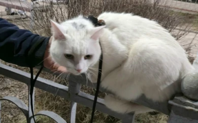 Сбежавшего из поезда кота нашли по видеосвязи